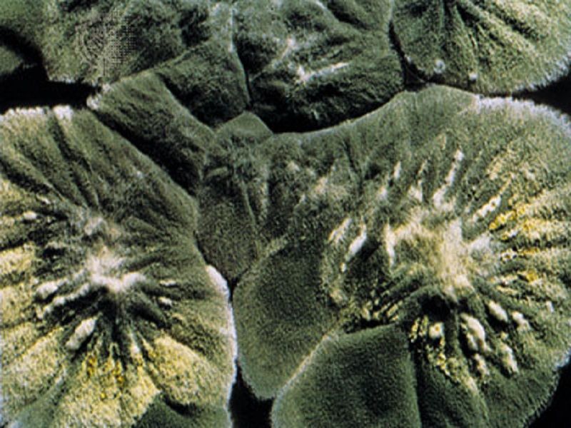 Penicillium-notatum-来源-青霉素